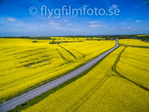 rapsen blommar i Skåne